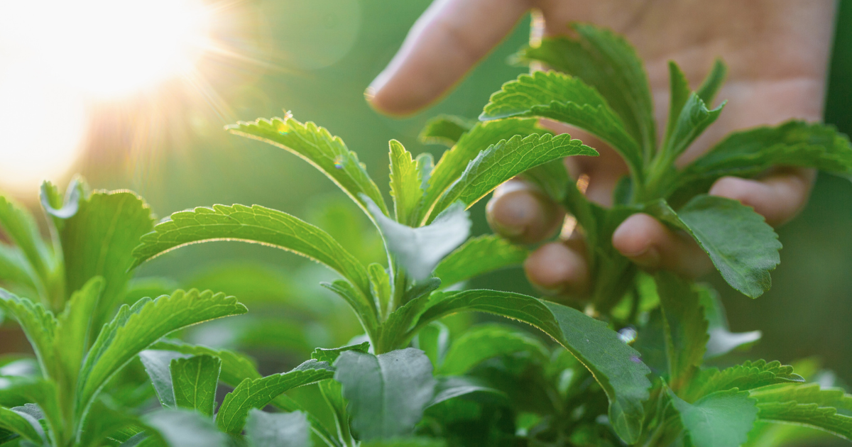 Stevia sweetener: What it is, how we use it & stevia-free options